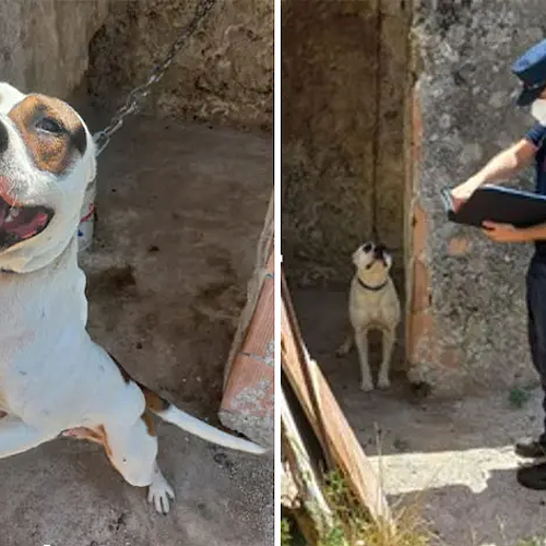 Maltrattati e tenuti incatenati sotto il sole, tre pitbull salvati a Battipaglia
