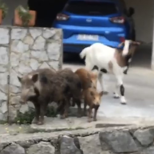 Mamma cinghiale con i cuccioli a spasso tra le abitazioni di Minori [VIDEO]