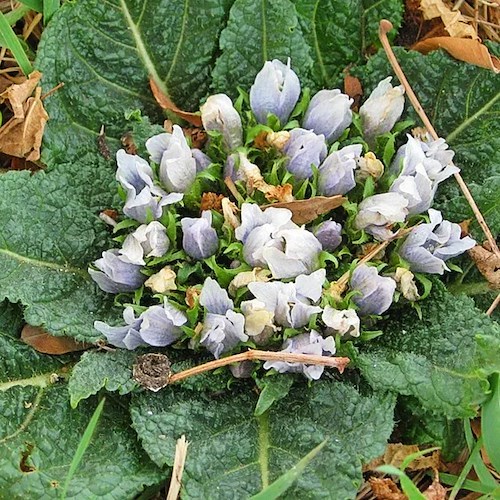 Mandragora scambiata per spinaci, 10 ricoverati a Pozzuoli. L'invito a non acquistare spinaci freschi