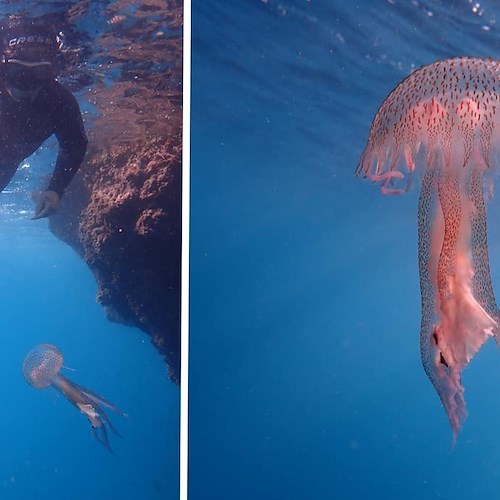 Meduse intente a mangiare plastica al largo di Positano: l'impatto sull'ecosistema e sulla catena alimentare