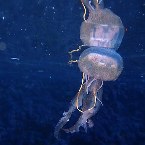 Meduse intente a mangiare plastica al largo di Positano: l'impatto sull'ecosistema e sulla catena alimentare