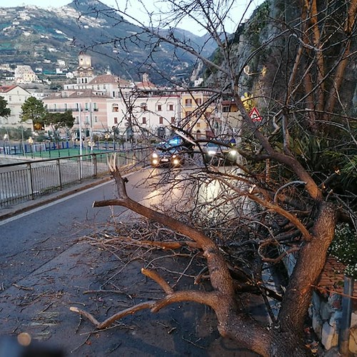 Minori: albero si abbatte sulla strada, nessun coinvolto [FOTO]
