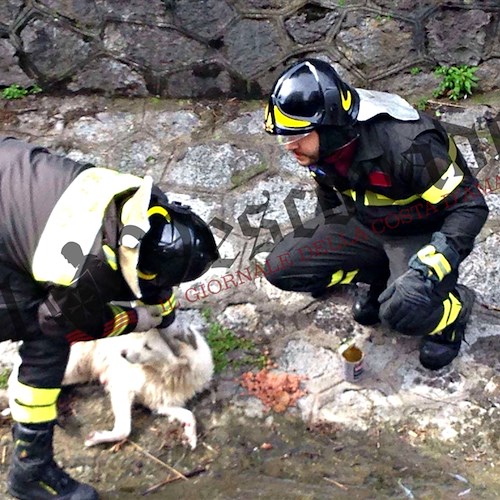 Minori: cane intrappolato nel fiume salvato da Vigili del Fuoco e servizio veterinario /FOTO