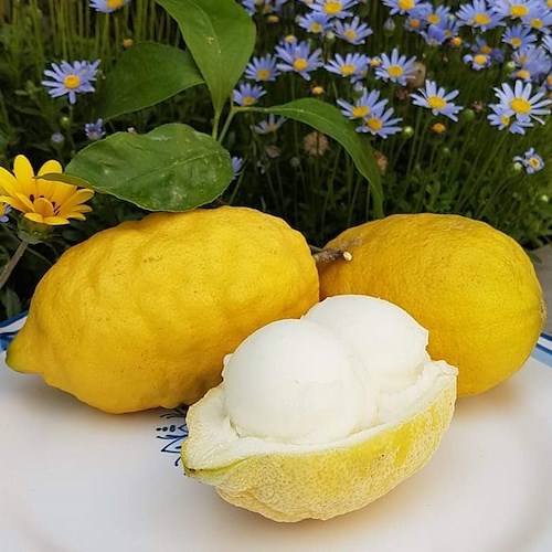 Minori, su “Il Gusto” di Repubblica un elogio al sorbetto al limone di Gambardella