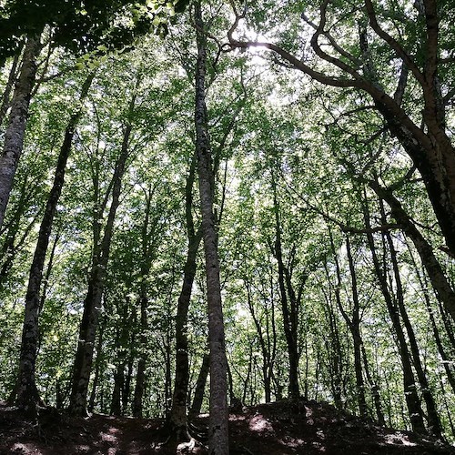 Monte Faito, stamattina la piantumazione degli "Alberi della Memoria"