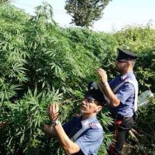 Monti Lattari “Giamaica d’Italia”: estirpate oltre 1500 piante di cannabis. Avrebbero 'fruttato' 4 milioni