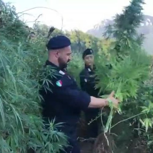 Monti Lattari “Giamaica d’Italia”: scoperte 3mila piante di cannabis. Avrebbero 'fruttato' 8 milioni