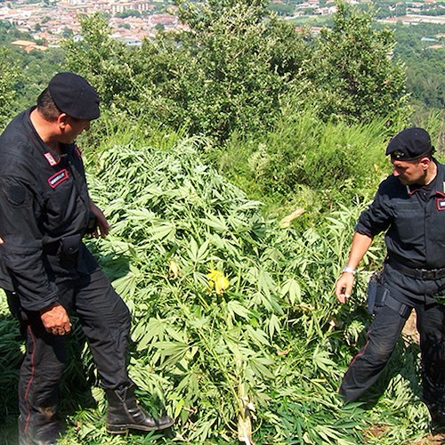 Monti Lattari, operazione 'Tabula Rasa': scoperte 10mila piante di cannabis. Avrebbero 'fruttato' 25 milioni