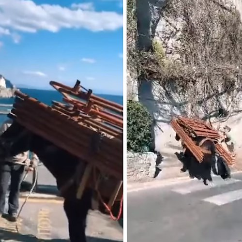 Muli usati per trasporti pesanti in Costa d'Amalfi: è sfruttamento? Il prof. Vincenzo Peretti spiega perché non lo è