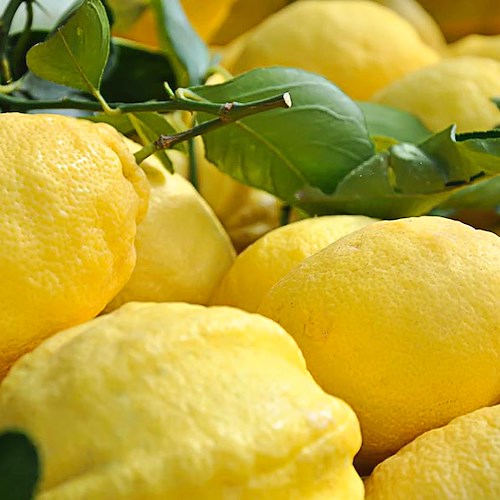 Nasce il Distretto Agroalimentare di Qualità del Limone Costa d’Amalfi IGP