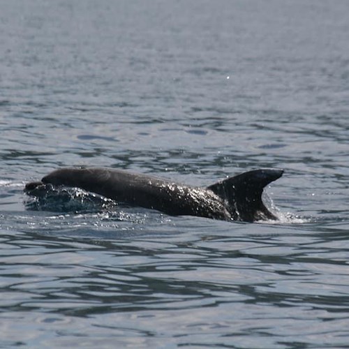 Nasse al posto delle reti, così l'Amp Punta Campanella vuole tutelare i delfini e la pesca artigianale