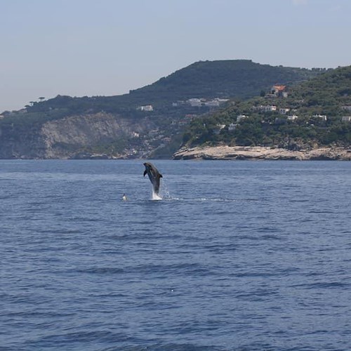 Nasse al posto delle reti, così l'Amp Punta Campanella vuole tutelare i delfini e la pesca artigianale