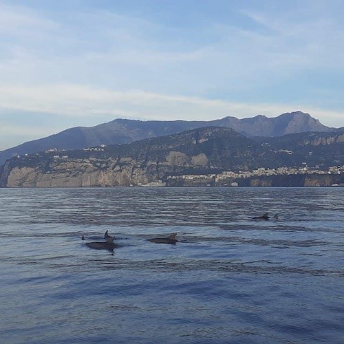 Nasse al posto delle reti, così l'Amp Punta Campanella vuole tutelare i delfini e la pesca artigianale