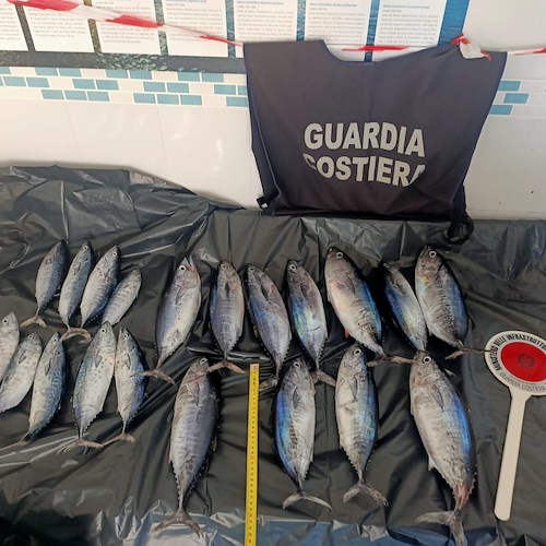 Nuovo blitz della Guardia Costiera a Cetara: sequestrati 10 kg di tonni rossi sotto misura