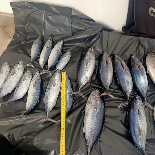 Nuovo blitz della Guardia Costiera a Cetara: sequestrati 10 kg di tonni rossi sotto misura