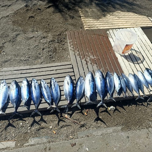 Nuovo blitz della Guardia Costiera a Cetara: sequestrati 10 kg di tonni rossi sotto misura