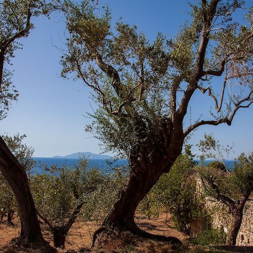 "Olio Capitale", L’Oro di Capri alla fiera di Trieste per salvaguardare l’olio evo e il paesaggio costiero di Anacapri 