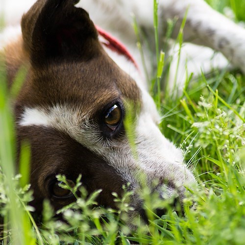 Orrore ad Agerola: in un momento di rabbia uccide il cane a coltellate