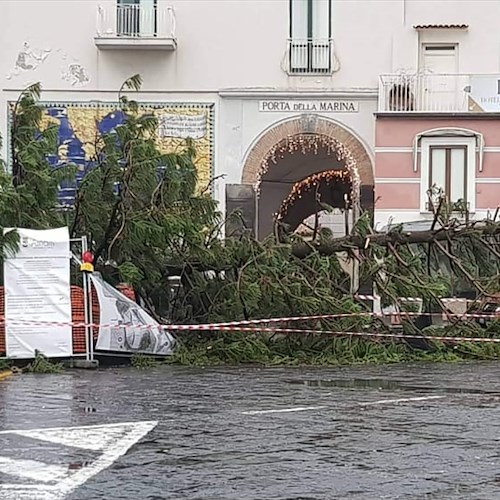 Paura ad Amalfi: vento sradica albero in piazza Flavio Gioia, nessun ferito [FOTO]