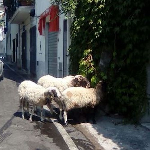 Pecore in vacanza, a Ravello ovini a brucare nel centro storico [FOTO]