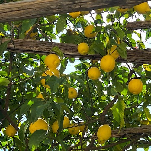 Per i terrazzamenti ed i limoneti a rischio ci pensa una legge