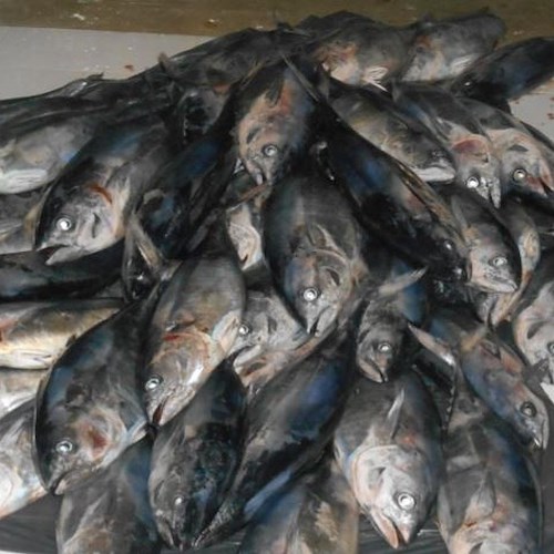 Pesca illegale in Costiera Amalfitana, trovati 64 tonnetti sottodimensionati. Erano stati occultati