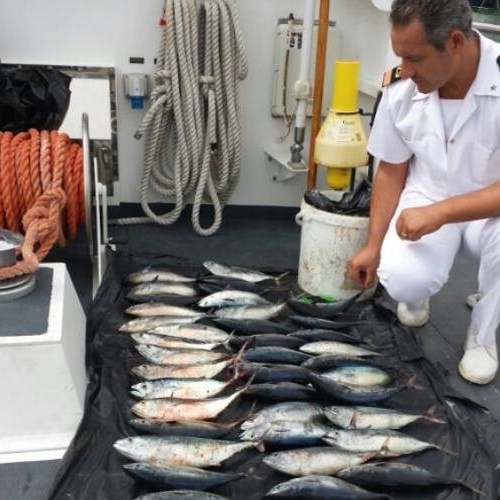 Pesca illegale tonno rosso: controlli tra Maiori, Amalfi e Positano, due denunce
