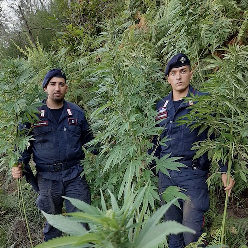 Piantagione di marijuana scoperta a Tramonti [FOTO]