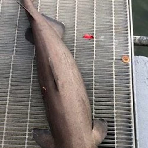 Piccolo squalo pescato al largo di Vietri: la foto è virale 