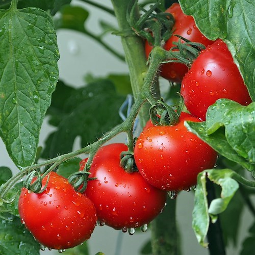 Pomodori