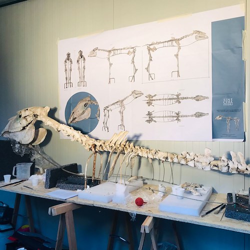 Pompei, al via restauro scheletro del cavallo rinvenuto da Maiuri nel 1938