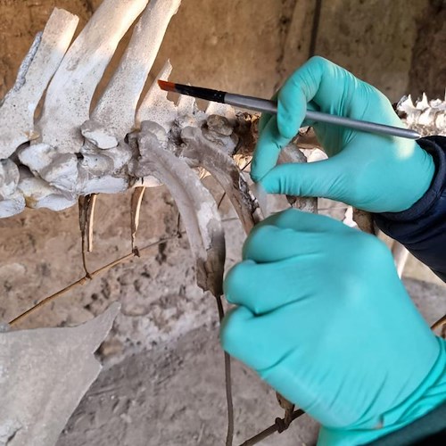 Pompei, al via restauro scheletro del cavallo rinvenuto da Maiuri nel 1938