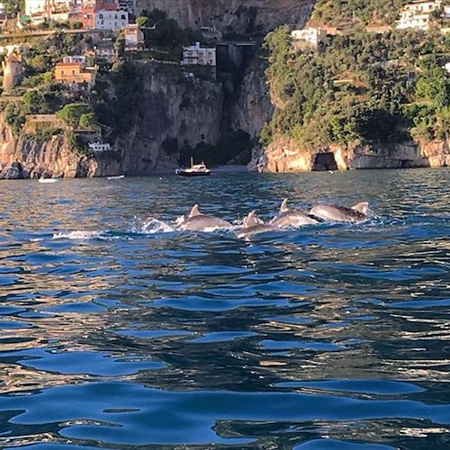 Positano: anche ad ottobre i delfini si 'esibiscono' in Costiera /FOTO e VIDEO