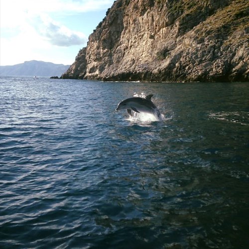 Positano: anche ad ottobre i delfini si 'esibiscono' in Costiera /FOTO e VIDEO