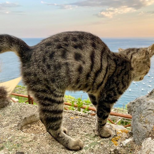 Positano, gatti avvelenati a Montepertuso: si cercano i responsabili 