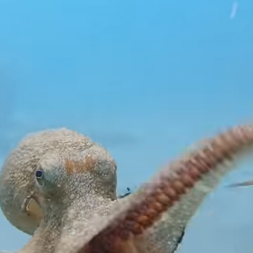 Positano: ripuliti i fondali da reti e attrezzi da pesca, salvato e liberato anche un polpo intrappolato