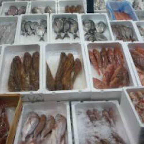 Praiano, sequestrati 280 chili di pescato destinato alla sagra