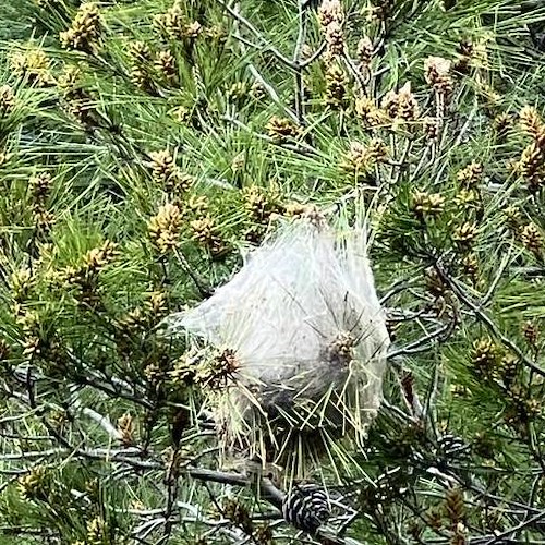 Processionaria del pino: pericoli, sintomi e rimedi.