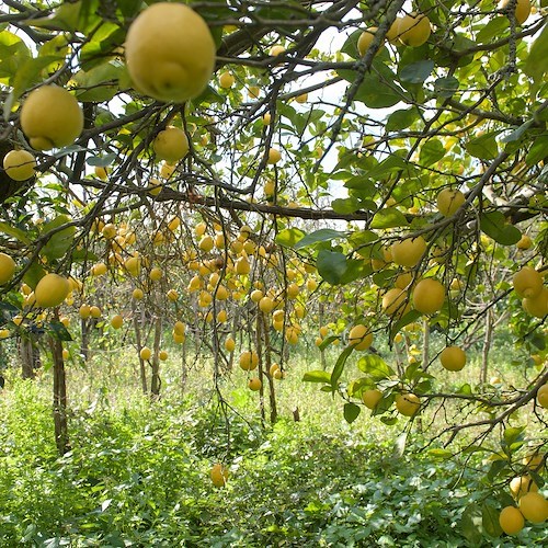 Procida 2022, ecco il progetto “Nutrice”: in giro per orti a cogliere l’identità dell’isola con i residenti