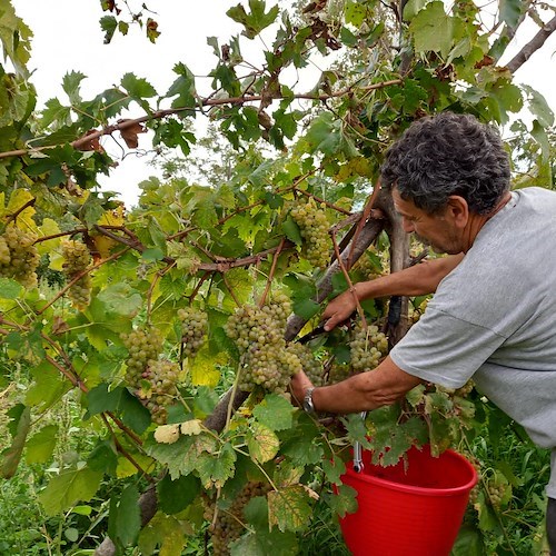 Procida “battezza” Starza: è il primo vino Dop dell’isola