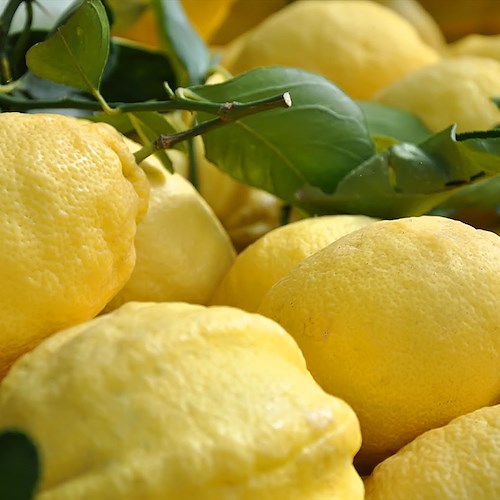 Prodotto non ancora maturo: slitta al 1° marzo commercializzazione Limone Costa d’Amalfi IGP