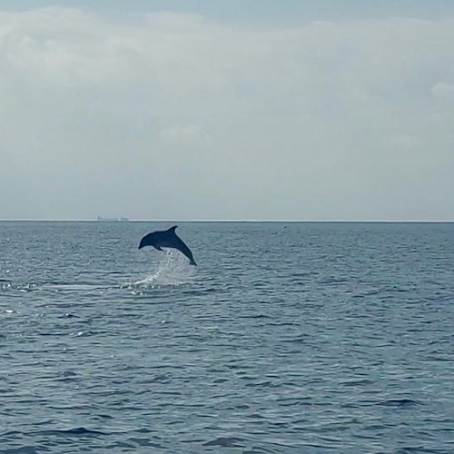 Punta Campanella, pescatori e operatori del mare a lezione di Dolphin watching