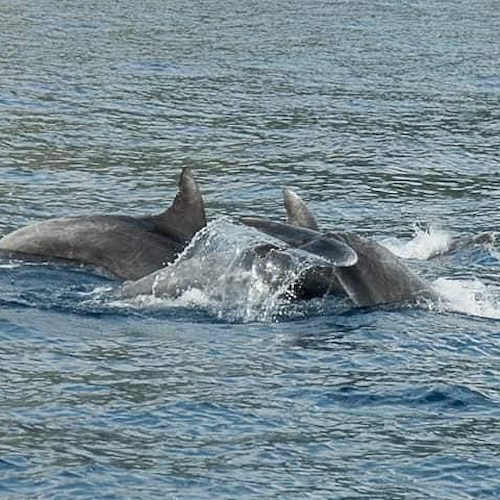 Punta Campanella, pescatori e operatori del mare a lezione di Dolphin watching