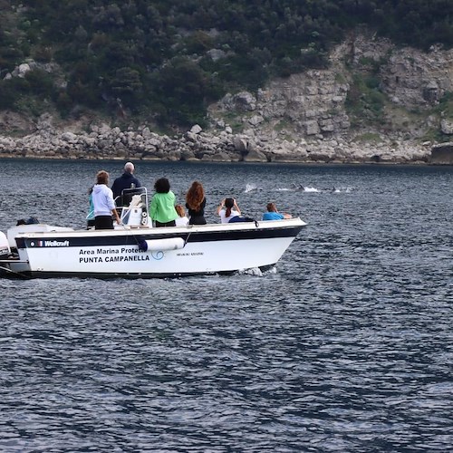 Punta Campanella, pescatori e operatori del mare a lezione di Dolphin watching