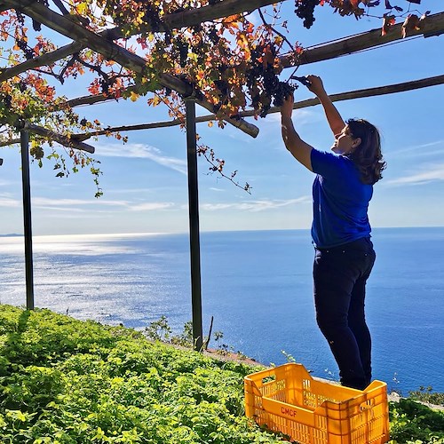 “Radici del Sud”, due vini Costa d’Amalfi DOC “Marisa Cuomo” vincitori dell'edizione 2022 del Concorso 