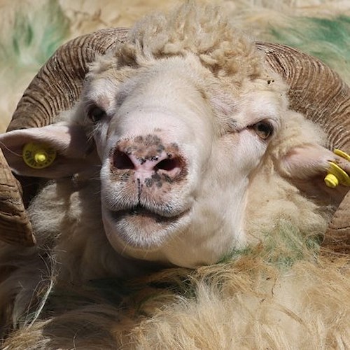 Raid nelle montagne di Ravello: pastore massacrato di botte per un montone