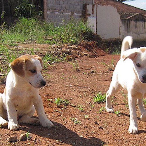 Ravello, Enza Dipino in carcere e suoi cani abbandonati. Prelevati da veterinari ASL