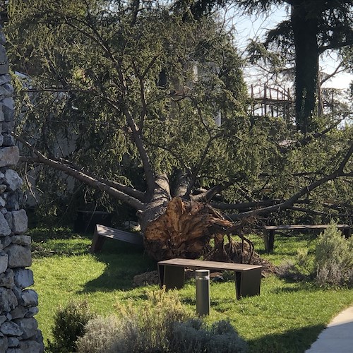 Ravello: giardini Monsignore chiusi, albero abbattuto non ancora rimosso [FOTO]