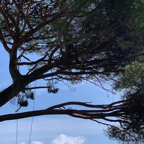 Ravello, il pino che "abbraccia" la Costiera Amalfitana si rifà il look [FOTO]