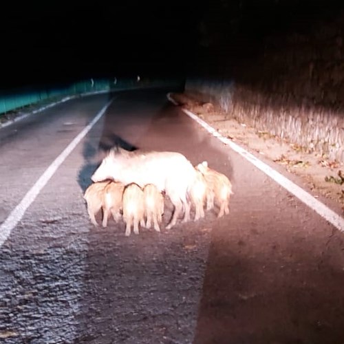 Ravello, mamma cinghiale con i suoi cinque cuccioli a spasso in località Carramone 